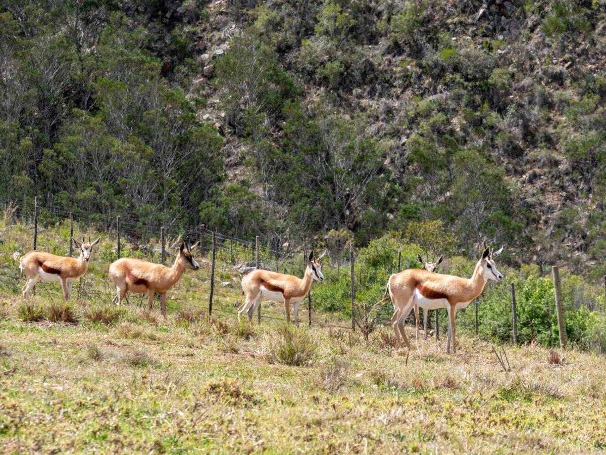 Die Beloofde Land Uniondale  Bagian luar foto